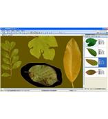 LA-S型植物葉面積、病斑、蟲損、葉色分檔分析儀系統(tǒng)