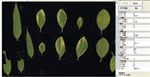 植物葉面積分析儀系統(tǒng)， 野外便攜式植物葉面積分析儀